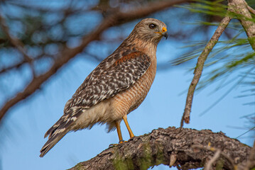 Red Shoulded Hawk