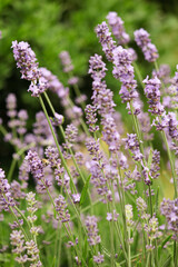 field of lavender. lavender in the garden. lavender bush. spicy herb. purple flowers. aromatherapy. sleeping herb.