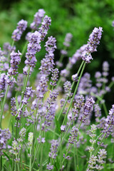 Obraz premium field of lavender. lavender in the garden. lavender bush. spicy herb. purple flowers. aromatherapy. sleeping herb.