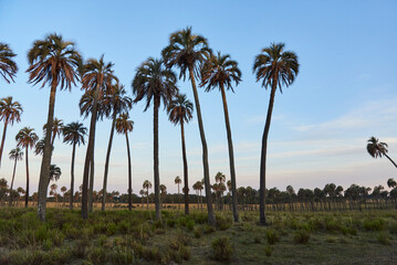 Butia yatay palm grove at sunset, rural landscape in Entre Rios, Argentina.