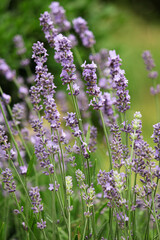 Obraz premium lavender in the garden. lavender bush. spicy herb. purple flowers. aromatherapy. sleeping herb.