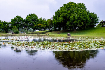 梅雨の雨　滋賀県草津市蓮海寺のスイレン