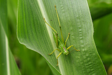 locust on a leaf of corn. garden pest.