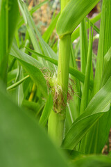 corn on the cob. ear of corn. green fruit of corn. green rows of corn in the field. farming. harvest ripening. vegetable farm.