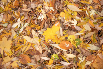 golden autumn in the park with yellow leaves