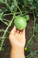 hand holding a Watermelon. watermelon sprouts and fruits in the garden. planting watermelon in a field at a vegetable farm. growing vegetables and berries on the field. green watermelon bushes