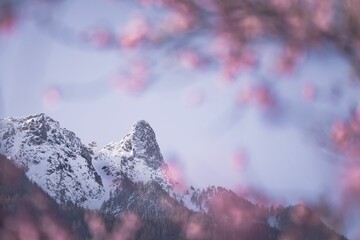Snow-covered Pierre Avoi mountain framed by Japanese plum in bloom