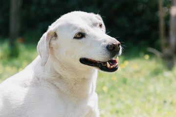 Portrait of a white Labrador looking away.