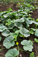 plants in the garden. melon sprouts and fruits in the garden. planting melon in a field at a vegetable farm. growing vegetables and berries on the field. green melon bushes with small green fruits.