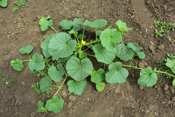 melon sprouts and fruits in the garden. planting melon in a field at a vegetable farm. growing vegetables and berries on the field. green melon bushes with small green fruits.