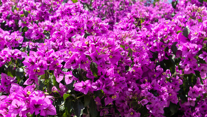 gorgeous purple violets glamorous wonderful colors of nature 1