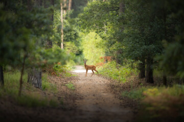 Deer in the forest.