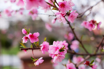 Fototapeta na wymiar Pink peach flowers blooming on peach tree, selective focus. Peach blossom in spring in sky background.