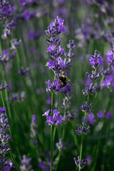 lavender flowers in the garden