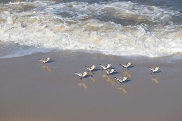 Sandpipers running from waves at the beach in Cape May New Jersey