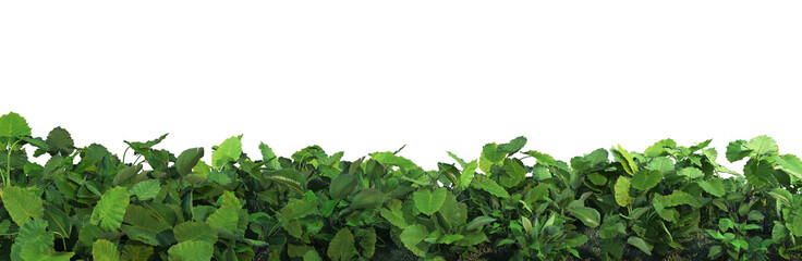 A variety of trees and plants