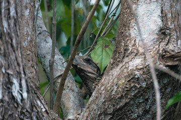Obraz premium Iguana perched in the trees of a jungle, Yucatan