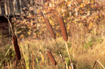 reeds in a pond in a park in autumn