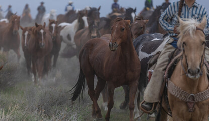 Fototapeta na wymiar herd of horses running on dusty trail on overcast rainy day being driven to summer pastures