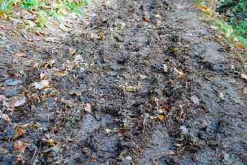 Close up of a muddy damp path 