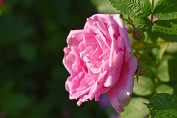 Large pink rosehip flowers on a bush in summer