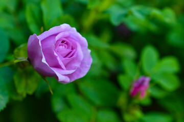 Large pink rosehip flowers on a bush in summer