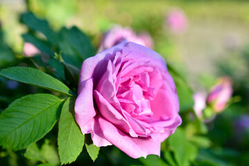 Large pink rosehip flowers on a bush in summer