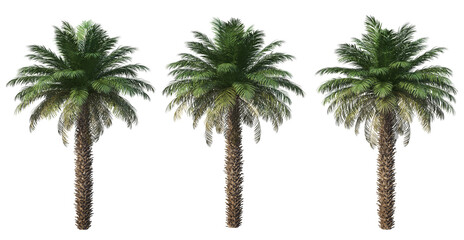 A variety of trees and plants