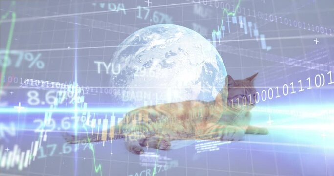 64 以上節約 猫の画像 フリーデータ 素材 待ち受け 壁紙 即決 送料無料 ７ Ac Old Globalandlocal It