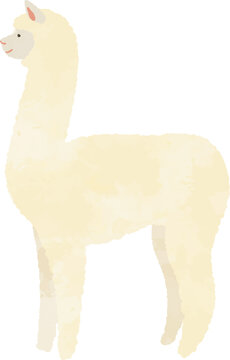 アルパカ Images Browse 1 255 Stock Photos Vectors And Video Adobe Stock