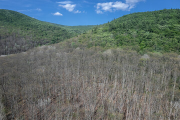 Fototapeta na wymiar New York forest defoliation caused by the spongy moth caterpillar (formerly called gypsy moth). 