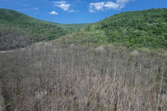 New York forest defoliation caused by the spongy moth caterpillar (formerly called gypsy moth).
