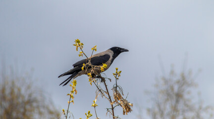 crow on a branch