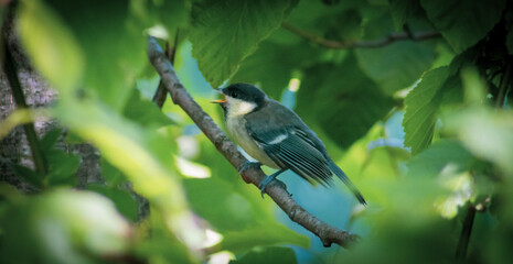 bird on a branch