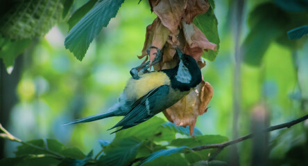 bird on a branch