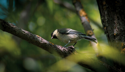 bird on a branch