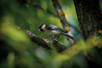 bird on a branch