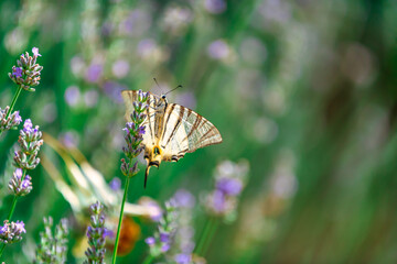 A butterfly on a sprig of lavender