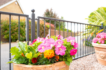 Shallow focus of fresh, blooming flowers located at a front garden in a gated community.