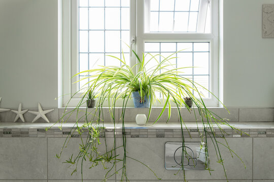 Large Bathroom Spider Plant Seen On A Window Sill. Bathroom Tiles And A Low Profile Toilet Flush System Is Visible.