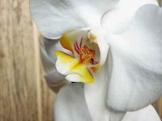 Beautiful white orchid macro photo.