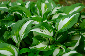 Naklejka na ściany i meble Hosta Funkia, plantain lilies in the garden, green and white leaves.
