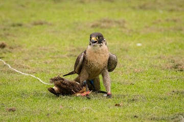 Peregrine falcon (Falco peregrinus) holding a small bird with its legs in a green field