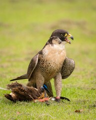Vertical closeup shot of a peregrine falcon (Falco peregrinus) holding a small bird with its legs