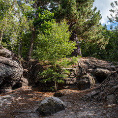 Rock formation with tree roots and trees