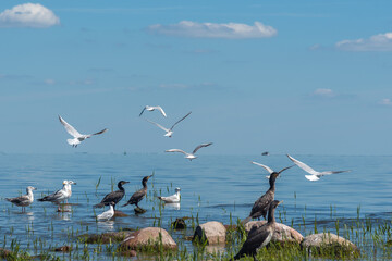 Variety of birds: Great cormorant, sea gulls, black-headed gull on the Curonian lagoon shore in...
