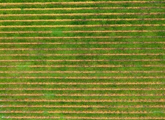 aerial shot of a vineyard creating an abstract background imag