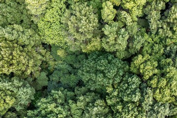 overhead shot of native trees in new zealand in a small forest