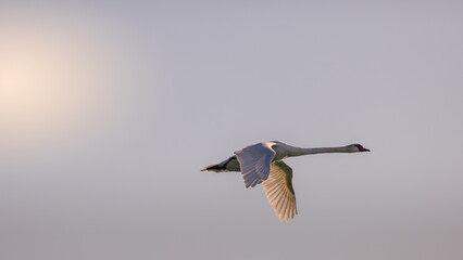 Mute swan in early morning flight