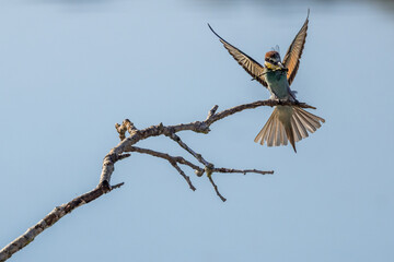 European Bee-eater perched on a branch overlooking the waters of a lake